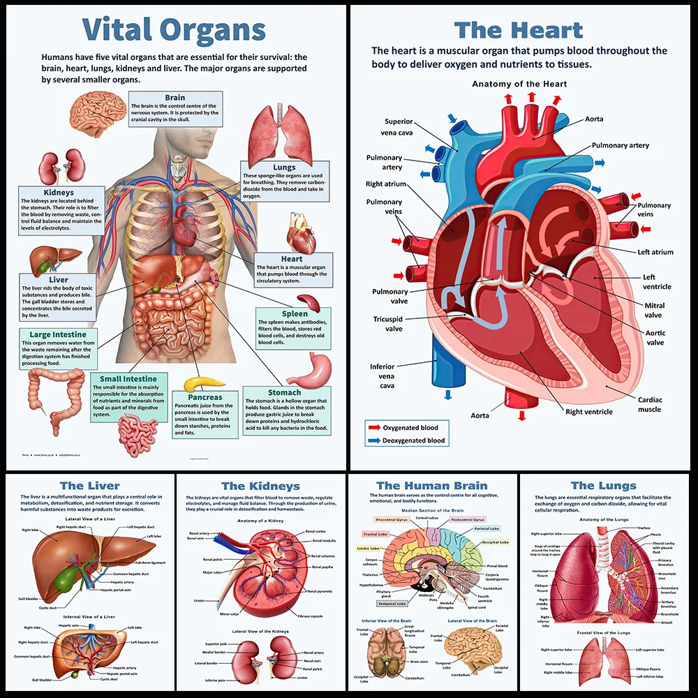 

Medicine Vital Organs Hearts Anatomy Biology Poster Wall Art Canvas Painting Home Decor Wall Pictures For Living Room Unframed