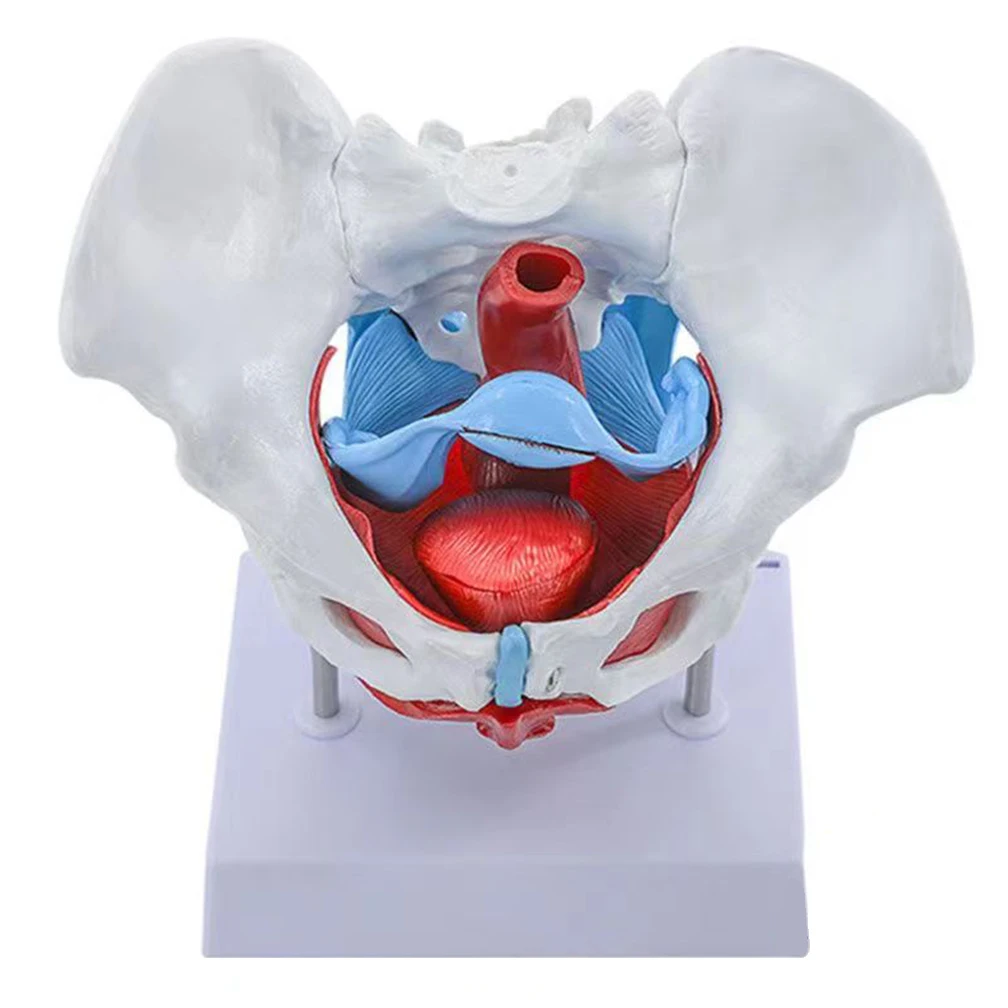 

Pelvic Uterus Model Floor Muscle Structure Pelvis for Teaching Study Training Medical Educational Female Human Models Dropship