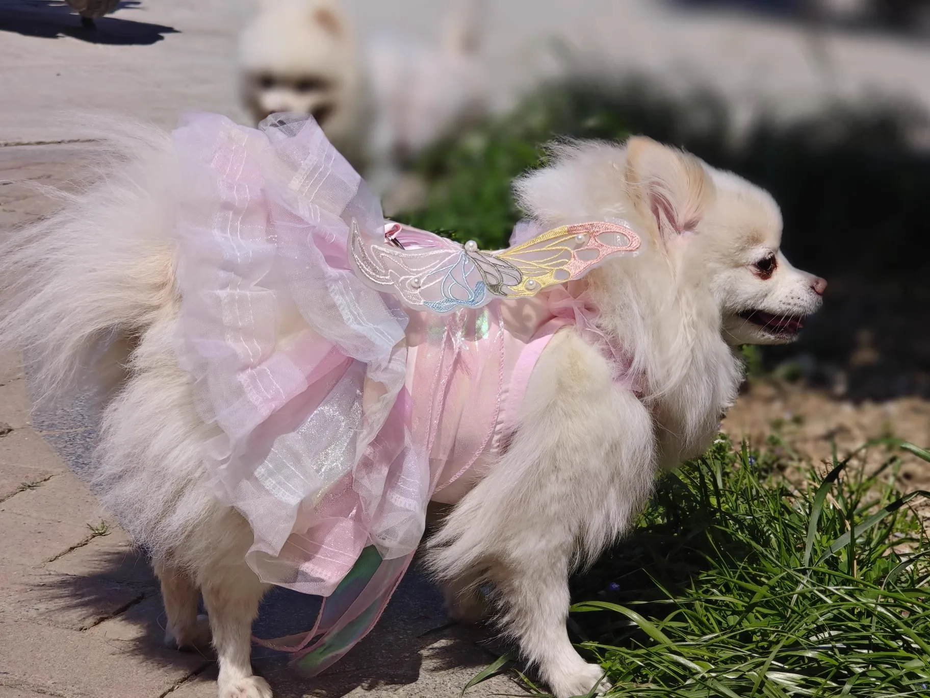 

Dog Cat spring princess Dress Lace Skirt Pet Clothing Stripe Skirt Puppy Princess Apparel Cute Puppy Clothes Pet cat clothes