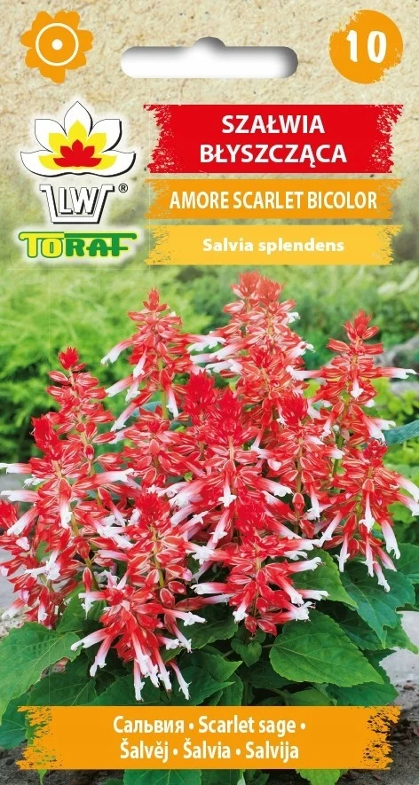 Glanzende Salie SCARLETT BICOLOR Bloemzaden-653 Toraf