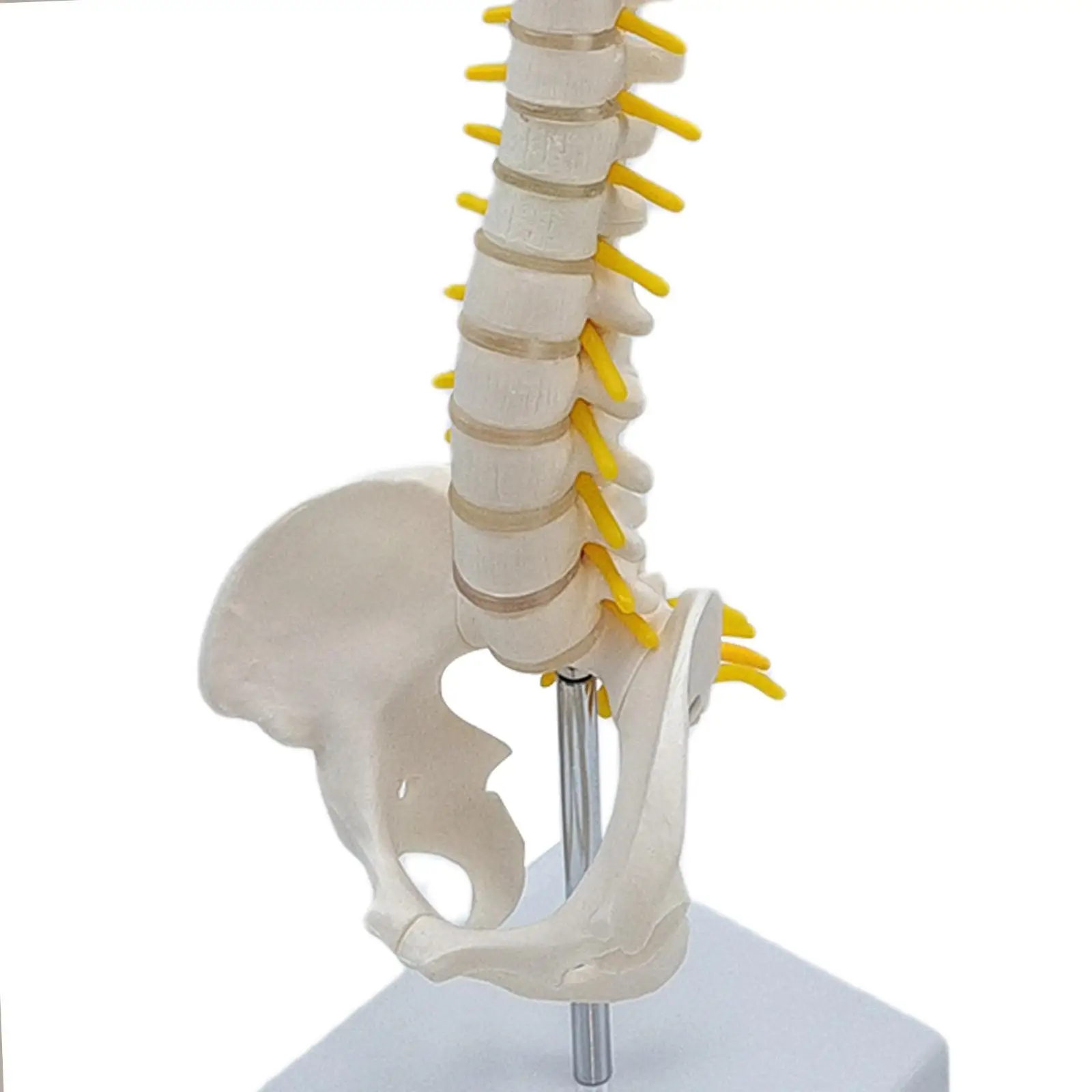 Fexible Spine Model Vertebral Column Skeleton Model 45 Size with Base for Teaching Aid Kids Display Study