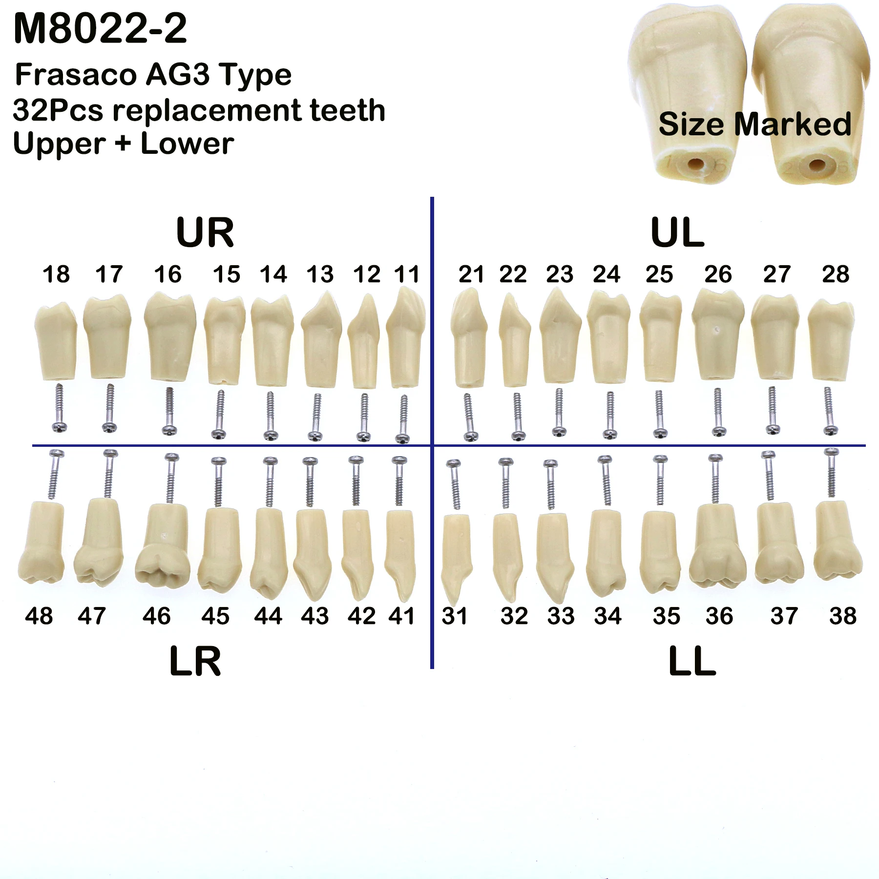 

Frasaco AG3 Typodont Fit Dental 32Pcs Screw-in Practice with Soft Gum Gingivae Teeth Model Replacement Teeth M8022-2