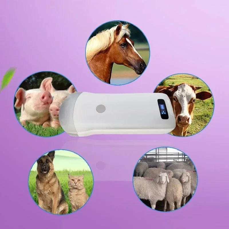 Promotion Andriod, IOS, Windows System Wireless Ultrasound Scanner Convex Array ProbeFor Pigs, Cattle, Sheep, Cats And Dogs, Etc