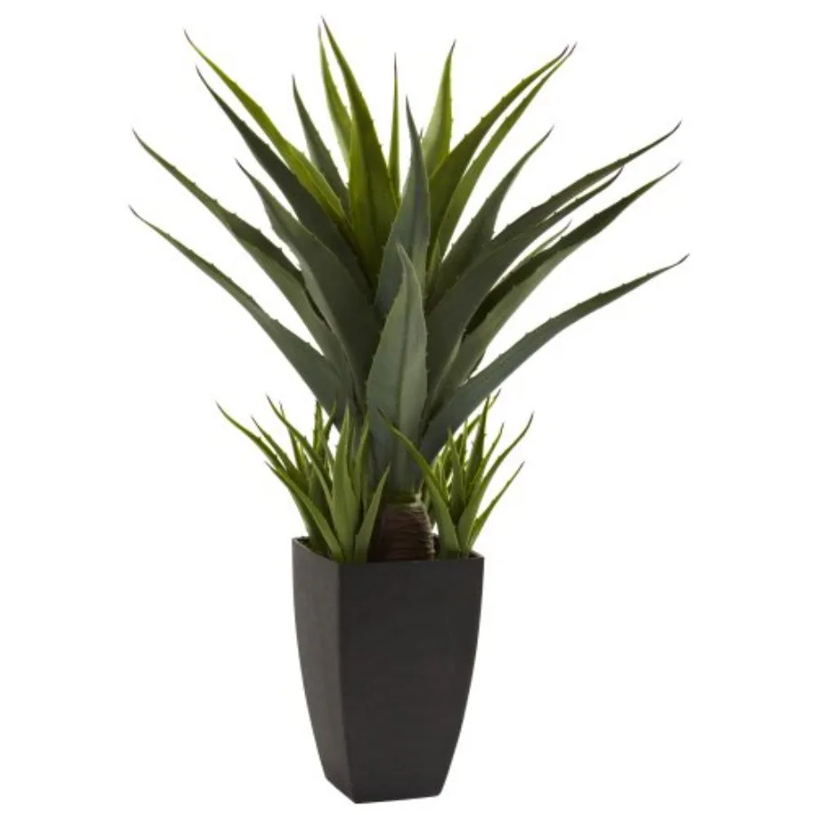 

Agave with Black Planter