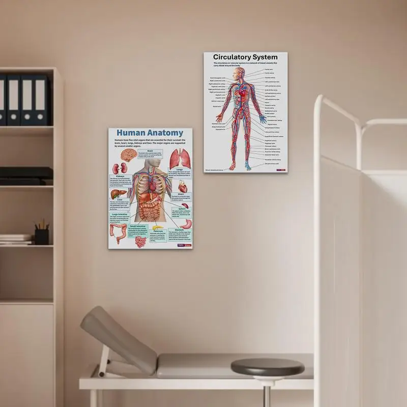 Skeletal System Poster 16 Pieces Nervous Posters Comprehensive Anatomical Chart For Home Study Wall Nursing Classroom Hospital