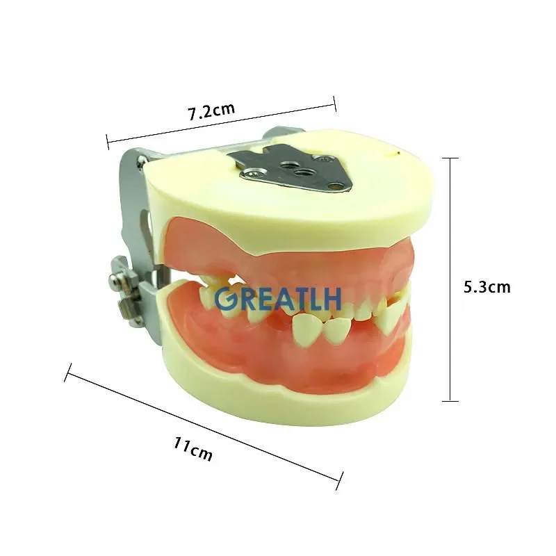 Dental Implant Teeth Model Practical Study Model with Missing Teeth for Implant and Suturing