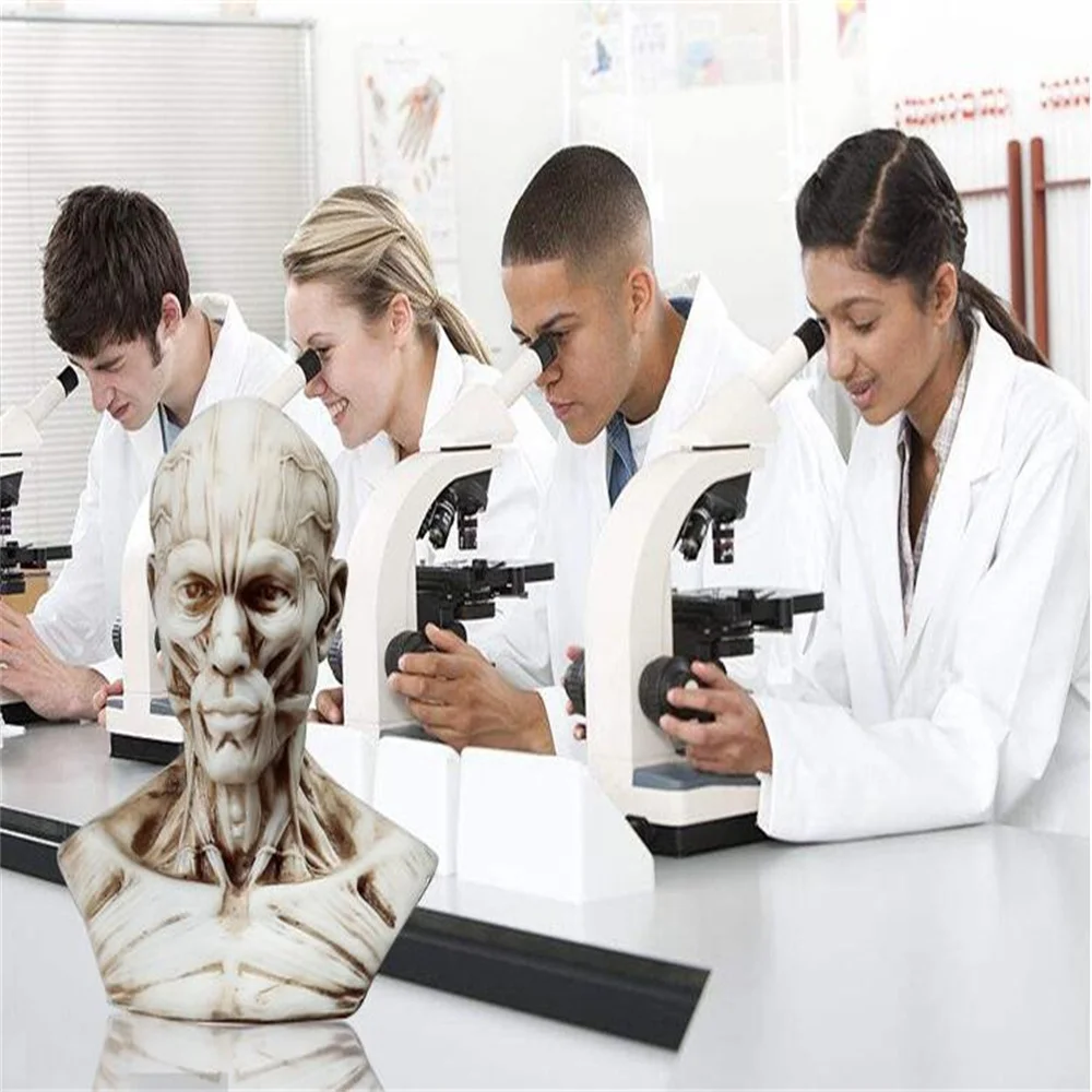 10cm Human Muscle Head Mannequin Carving, Still Life Drawing, Reference Skull Model, Artistic Bust, Landscaping M01009
