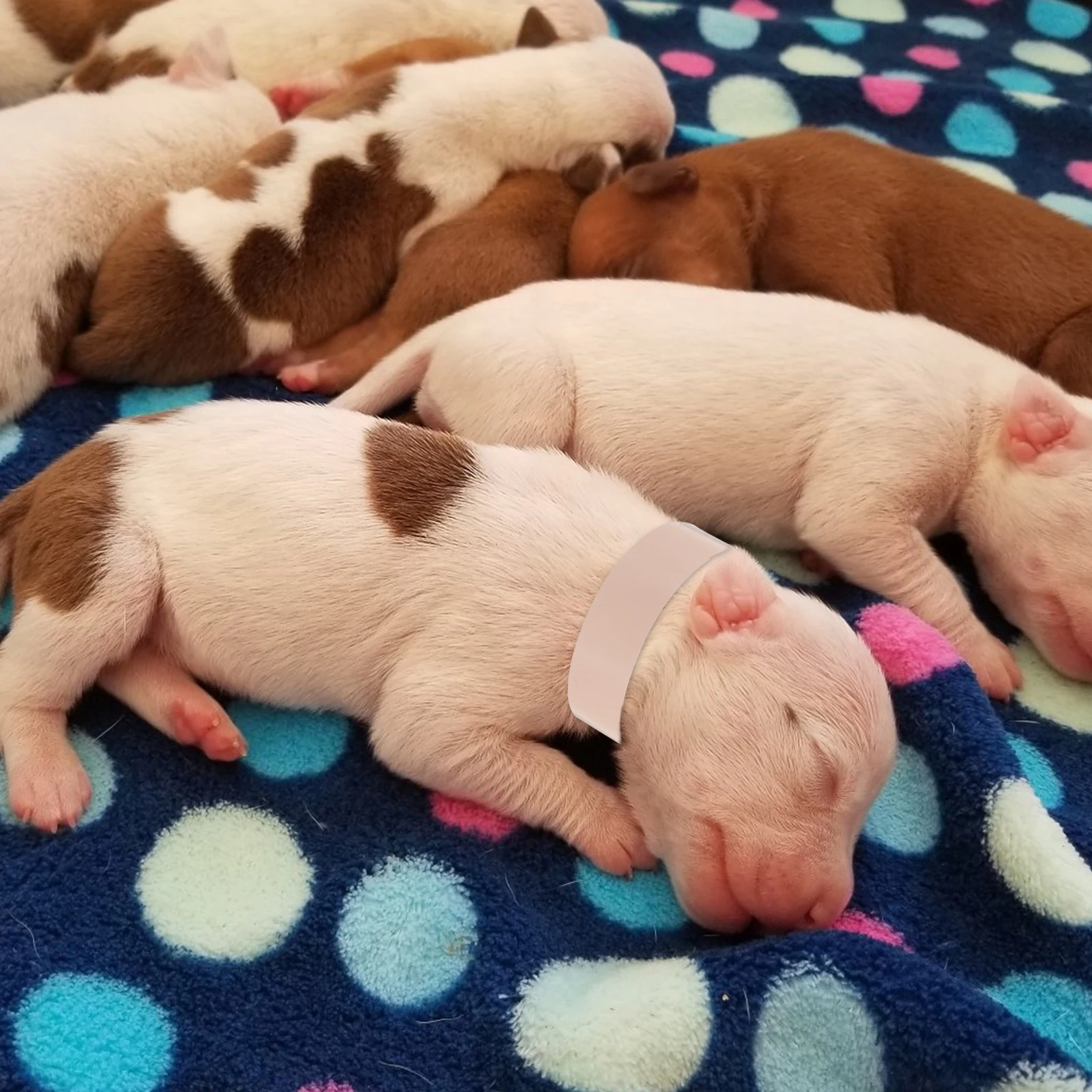 

100 Pcs Pet Tag Collar Dog Id Band Name Cats Dogs Tags Labels Diy Blank Water Proof Collars with