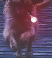 8 nejlepší prodej ultrazvukový odpuzovač koček - №8