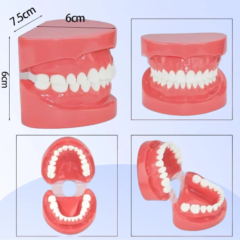

Модель зубных зубов 7004, модель зубов, исследование, обучающий зуб, демонстрационная модель Typodont, инструменты для стоматолога