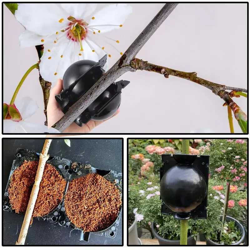 10-100PCS Anlage Verwurzelung Ball Pfropfen Verwurzelung Box Zucht Fall Hochdruck Anlage Wurzel Wachsen Box Für Garten pflanzen Versorgung – Detail 9