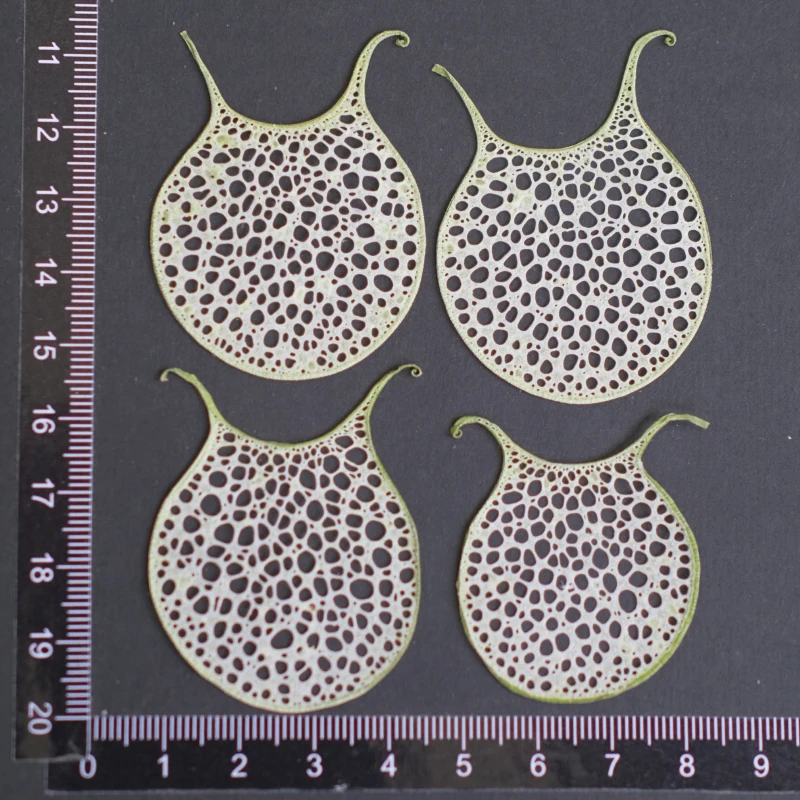 12 Stück, geprägte Luffa-Scheiben, getrocknete Blumenproben für UV/Epoxidharz, Fotorahmenkunst, Grußkarten und Lesezeichen, Bastelmaterialien – Detail 6