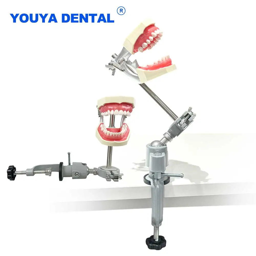 

28/32 Teeth Model Typodont Mounting Pole Practice Training Jaw Standard Detachable Head Model For Dentist Education New Style