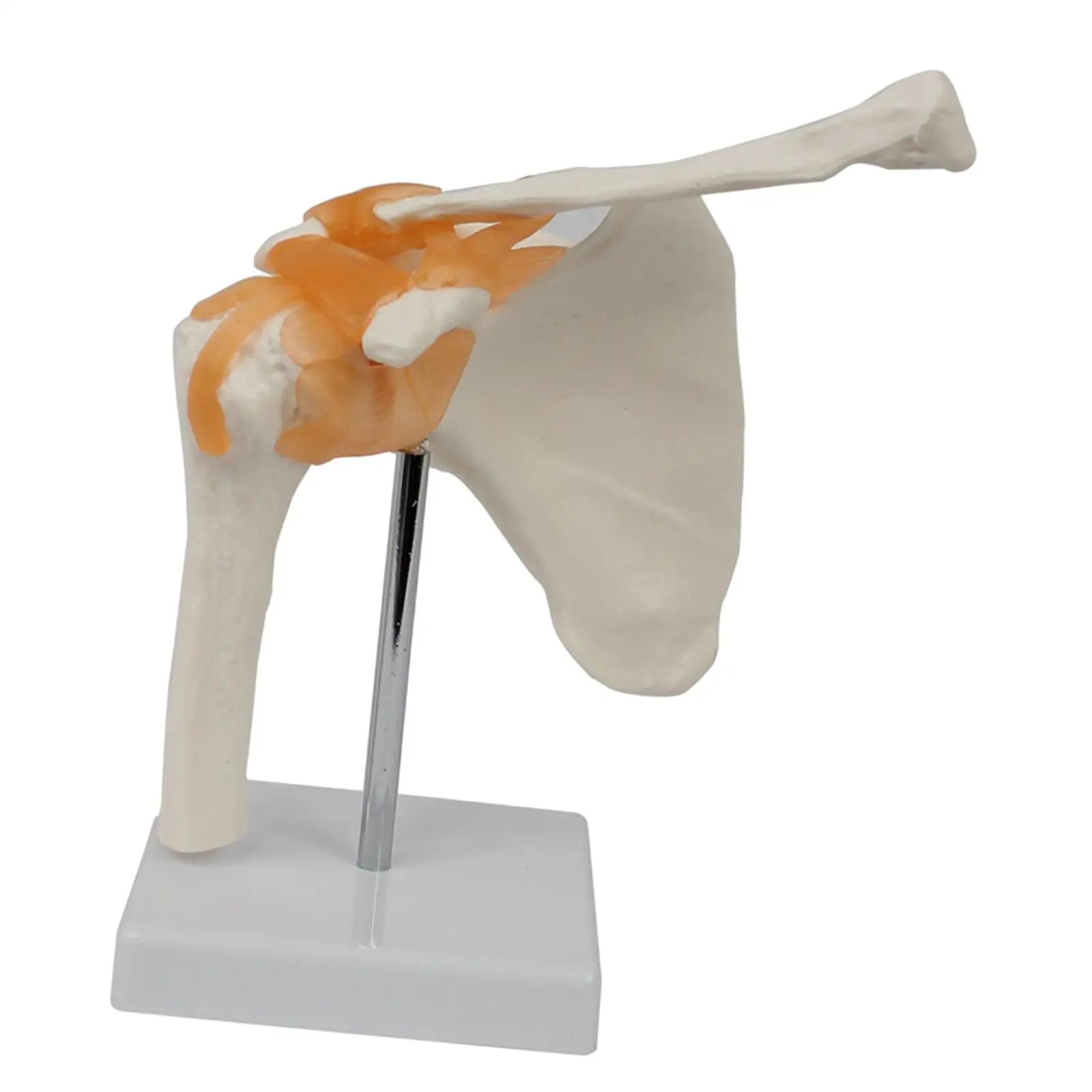 

Human Shoulder Joint Model Realistic with Base for Learning Researching Lab