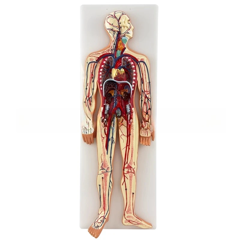 Human nervous system model, central spinal cord, blood circulation system, urinary system, digestive system, endocrine