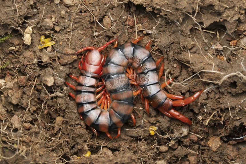 

Metal Drive Shaft Driveshaft CVD for WPL B16 B36 JJRC Q60 Q63 Q64 Fayee FY004 MN-77 6WD 6X6 RC Car Upgrades Parts