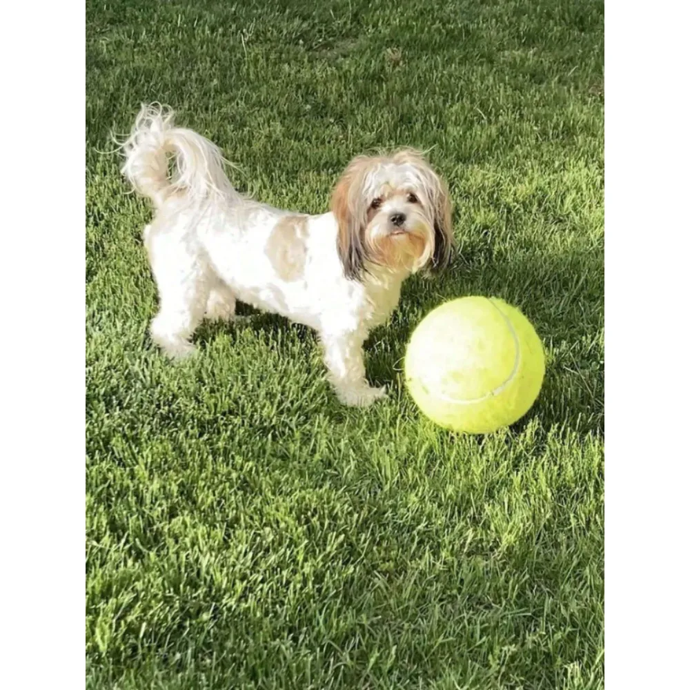 Giant Tennis Ball For Dog Chew Toy Pet Dog Interactive Toys Big Inflatable Tennis Ball Pet Supplies Outdoor Cricket Dog Toy