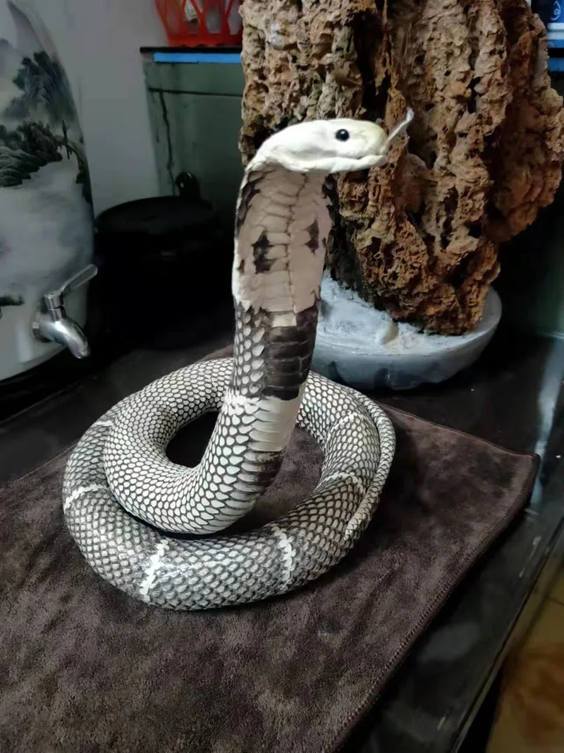 Campione completo di ornamenti artigianali in vera pelle di serpente Cobra manuale completo