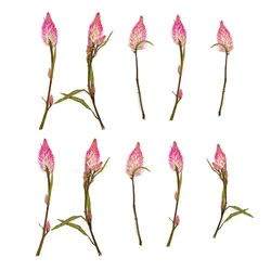 6-10CM/12,24PCS Real Natural Dried Pressed Celosia Flowers Branches,Small Dry Flowers For Resin Jewellery,Wedding Invitations