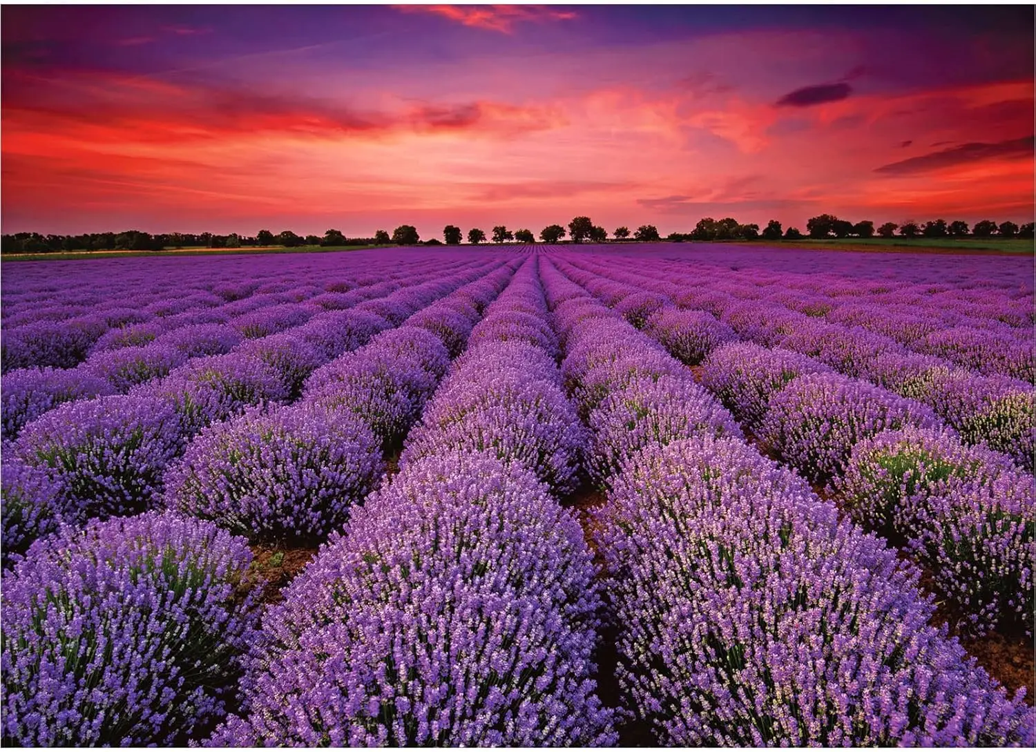 จิ๊กซอว์ปริศนา 150/300/500/1000 ชิ้นสําหรับผู้ใหญ่ Provence Lavender Field ดอกไม้สีม่วงดูปริศนาสําหรับผู้ใหญ่วัยรุ่นของเล่นของขวัญ