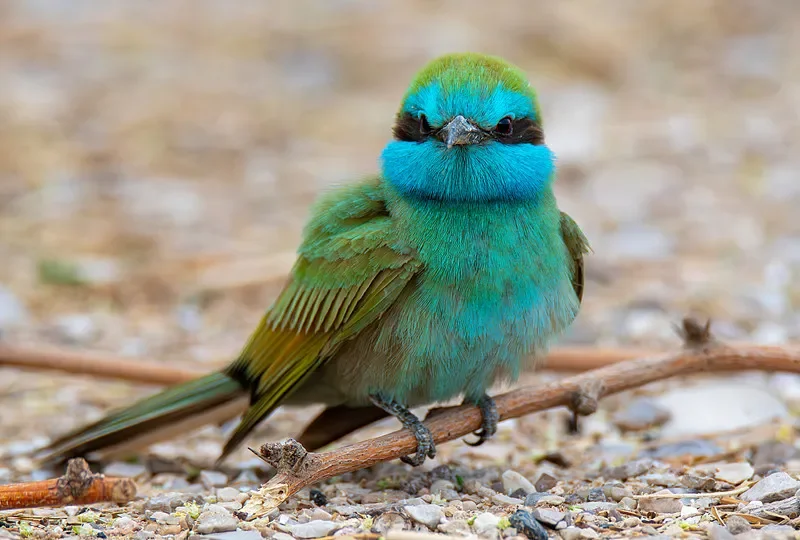 

New 1:10 Scale 4WD RC Truck - High-Speed Off-Road Climbing & Racing Model