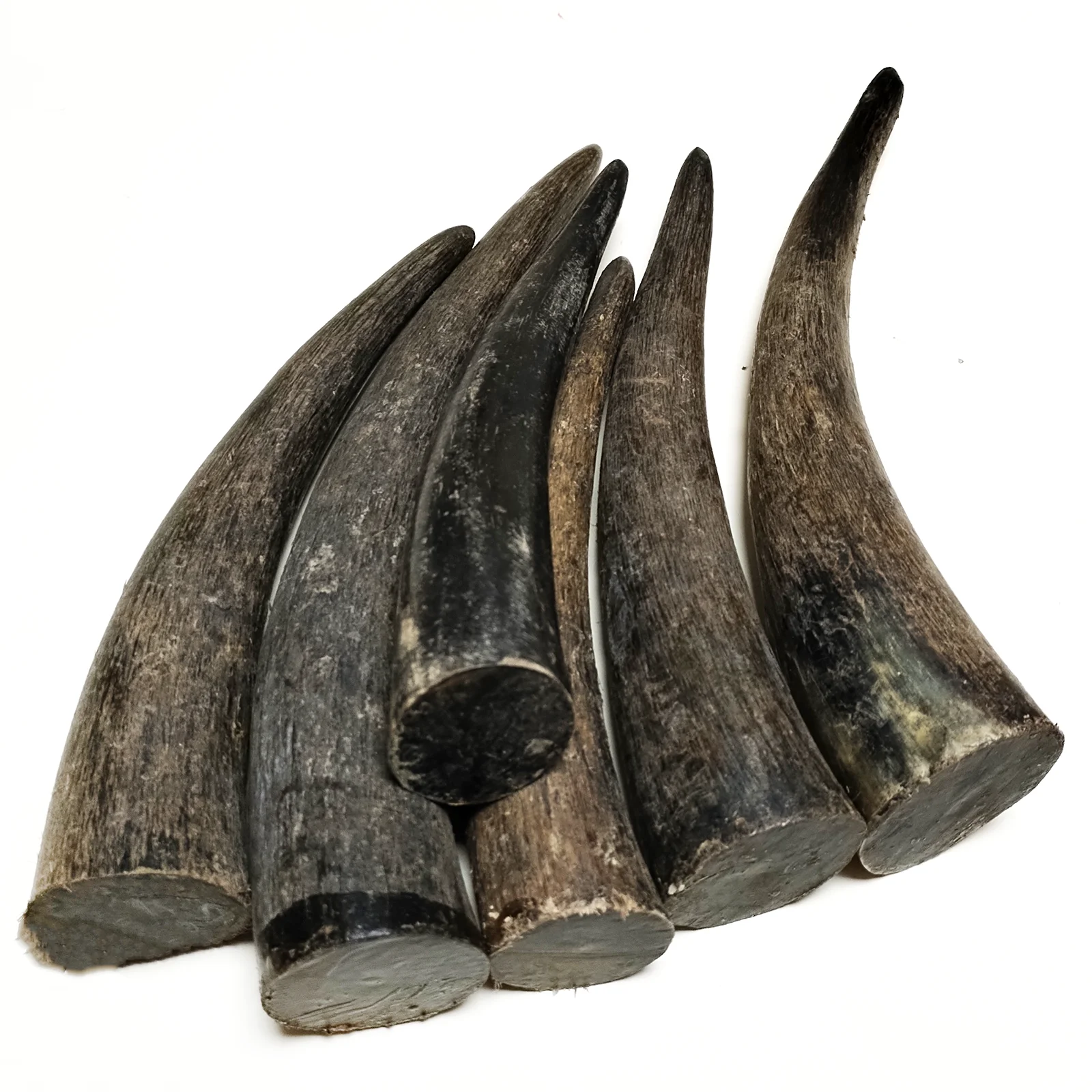 1 PC Solid Yak Horns Authentic Black OX Horn Tibetan Crafts Raw