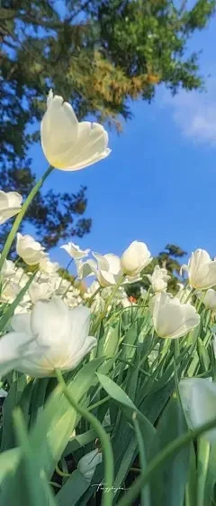 Pneus de roda de caminhão rc, 4 unidades, 12mm/14mm, hex, pneus de caminhão rc para 1/10 ferrugem hoss arrm a granito vórtiks axial losi redcat 4wd