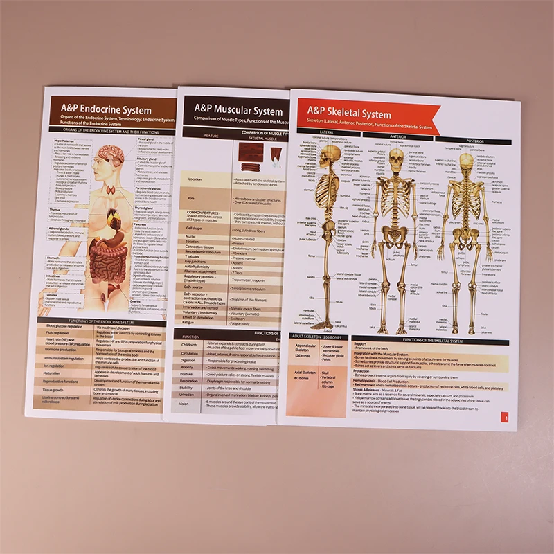 Guides de référence d'anatomie indispensables - Lot de 10 pour les futures professionnels de soins de santé
