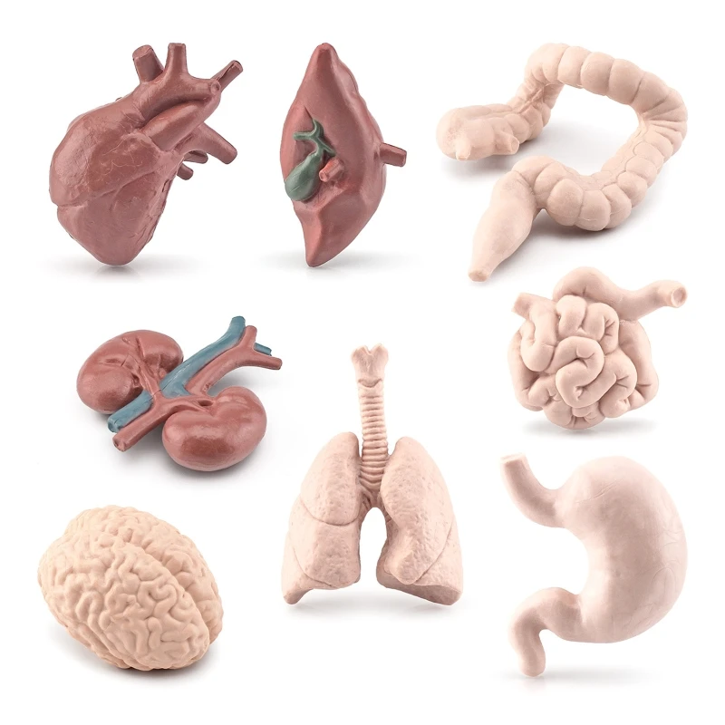 Human Torso Body Organ Miniature Anatomy Organs Model Education Montessori Toy Kiddie Boy Girl Collection Figurines 8PCS