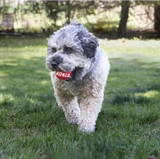 Giocattolo per cani KONG Signa - Indestructible Dog Chew Toy recensione e prezzo