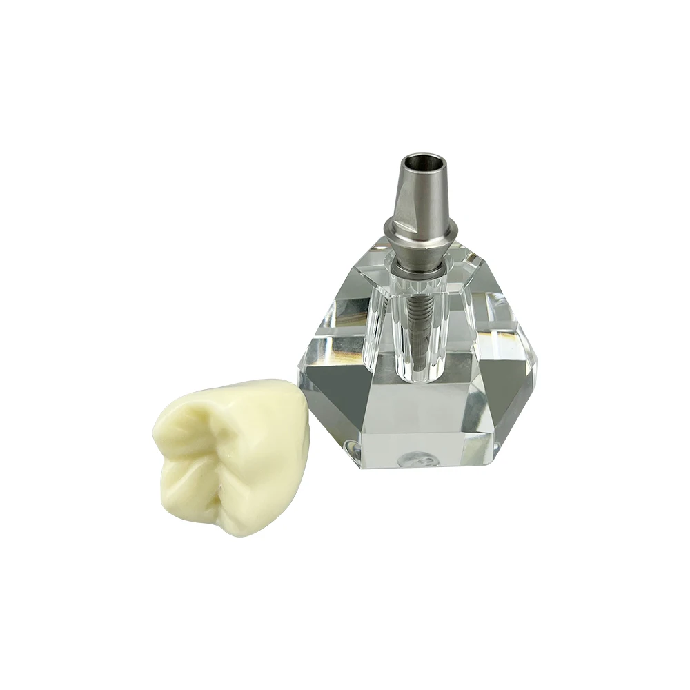 Dental Crystal Implant Model Teeth Communication Transparent Dental Practice Removable Dentures Analysis Study Clear Dentistry