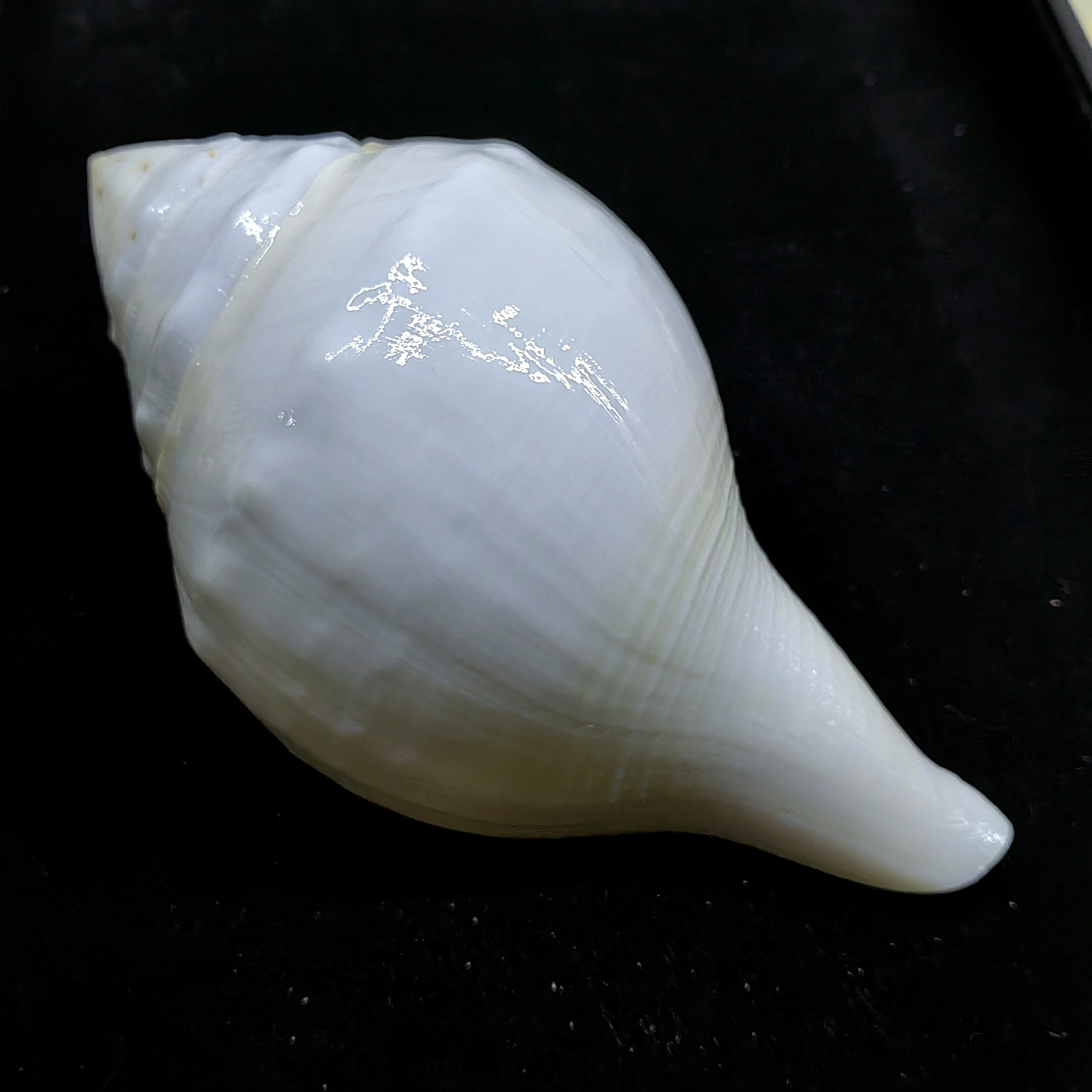 18CM Original Shankh Natural Indian Chank Shell Conch Home Wedding Furnishing Pieces Gift Fish Tank Decoration Specimens