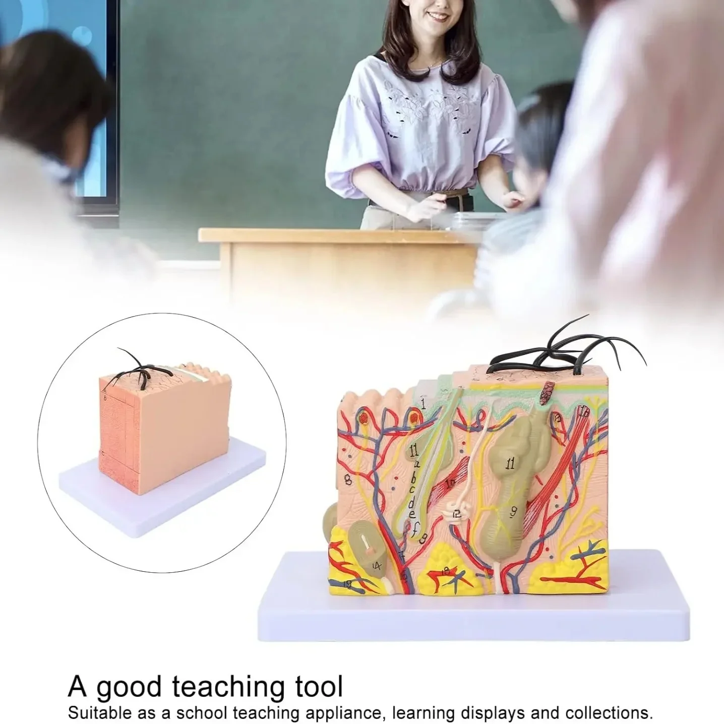 

35X50X Enlarged Anatomical Skin Model 3D Skin Teaching Aids Anatomy Model for Science Classroom Study Display Teaching