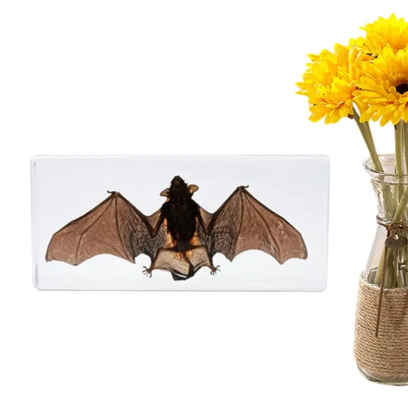 Taxidermy Bat Realistic Resin Bat Crafts Collection Educational Displays Bat Specimen For Science Classroom Science Education