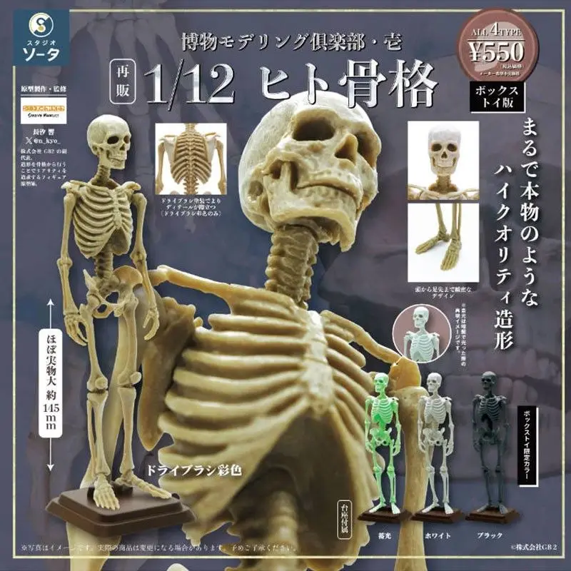 Halloween Gift Human Skeleton 1/12 Scale Model Skeleton Collectible Skull Decoration Action Figures