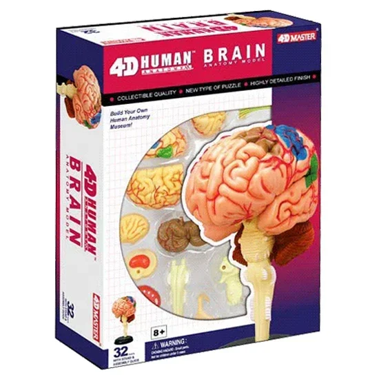 Аутентичный 4dmaster 4D, сборка, Анатомия человека, обучение mdel, моль мозга, модель мозга, режим конструкции мозга