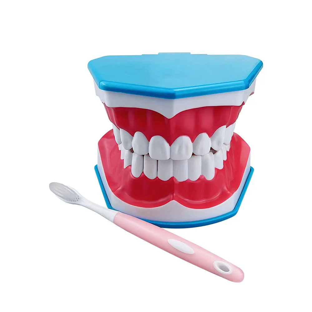 Dental Large Teeth Model With Tongue & Toothbrush Brushing Models For Teaching Studying Education Model Dentistry Dentist Materi