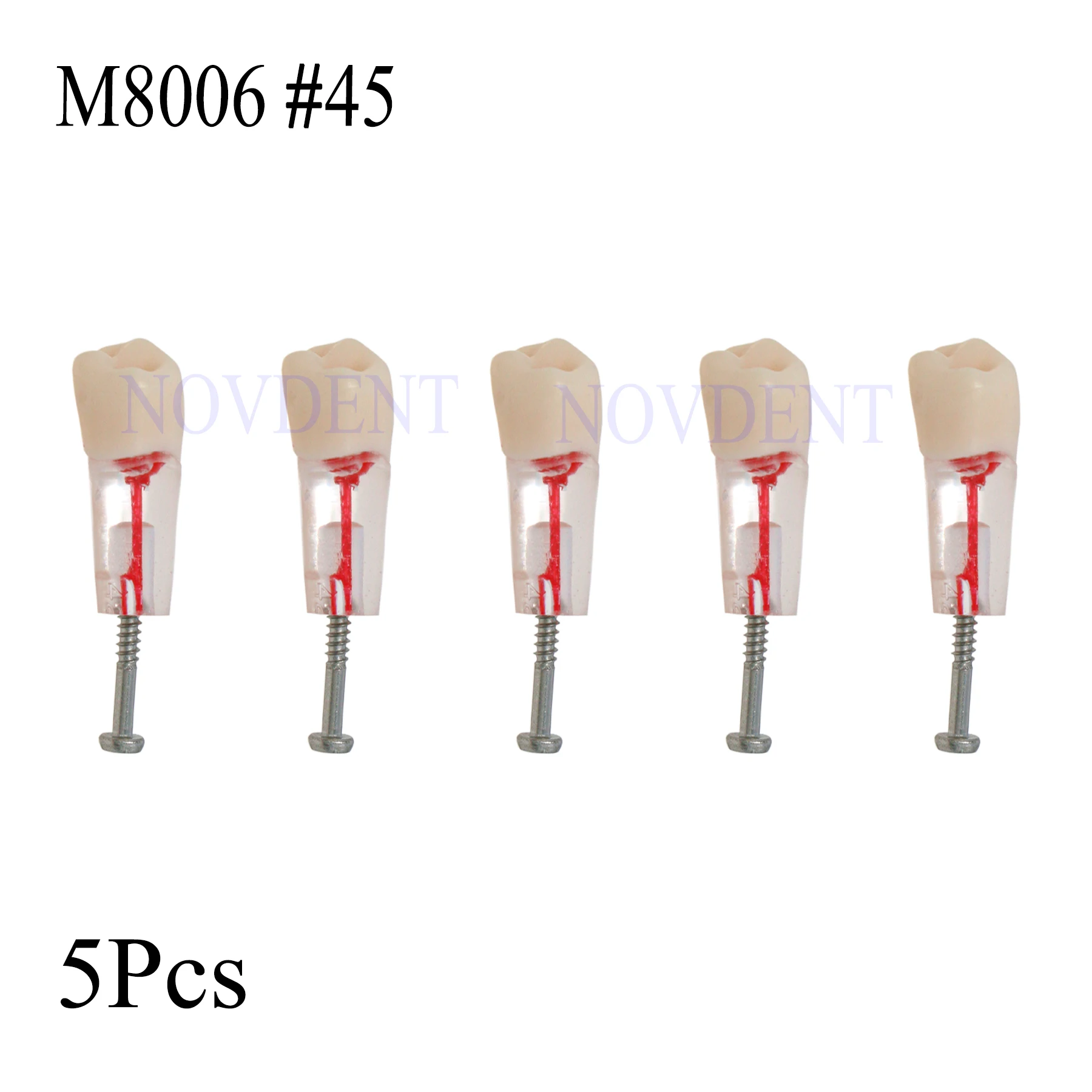 5Pcs Dental RCT Typodont Model M8006 #45 Endo Roots Canal Teeth Model Study Practice