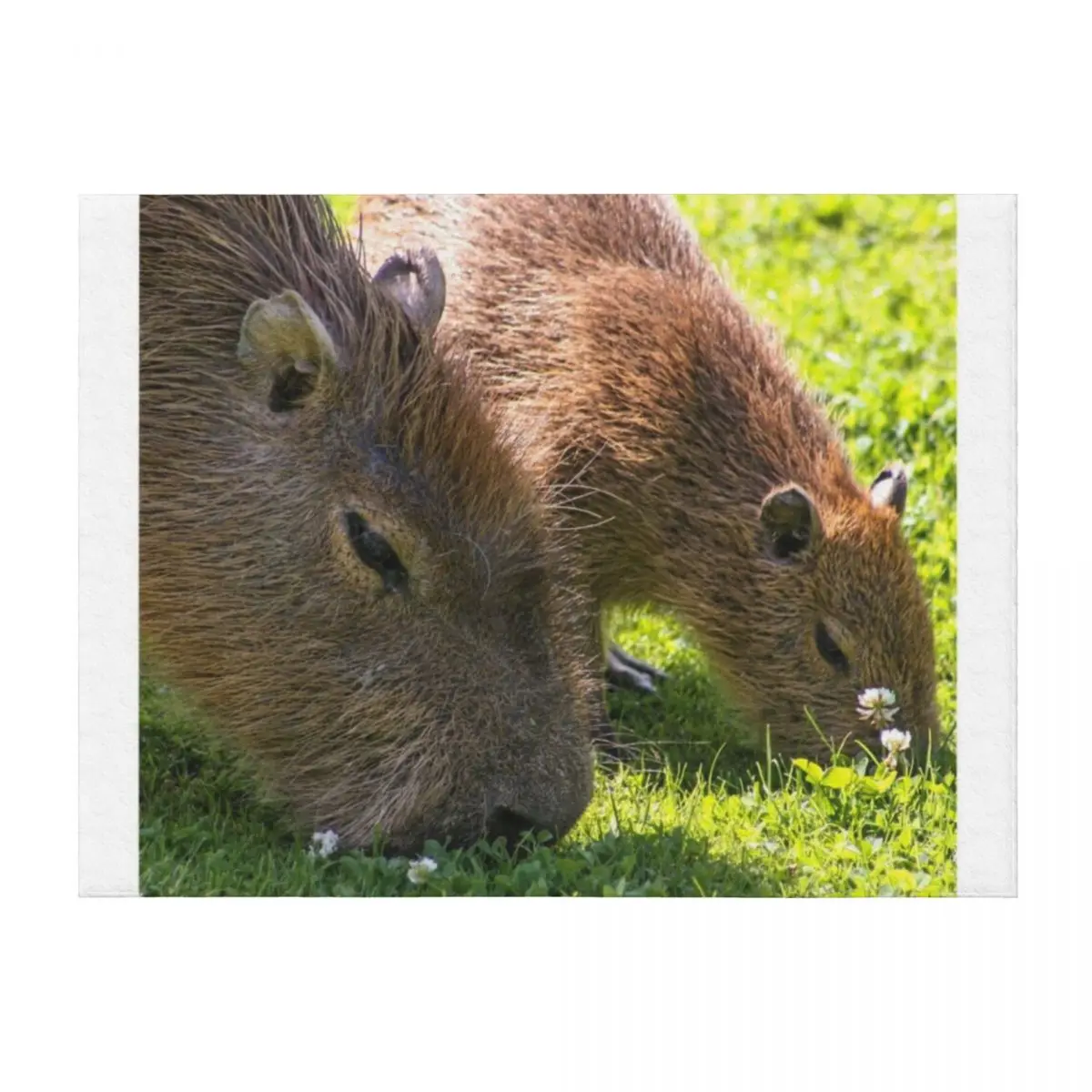 

Capybara Throw Blanket blankets ands Sleeping Bag valentine gift ideas warm for winter Blankets