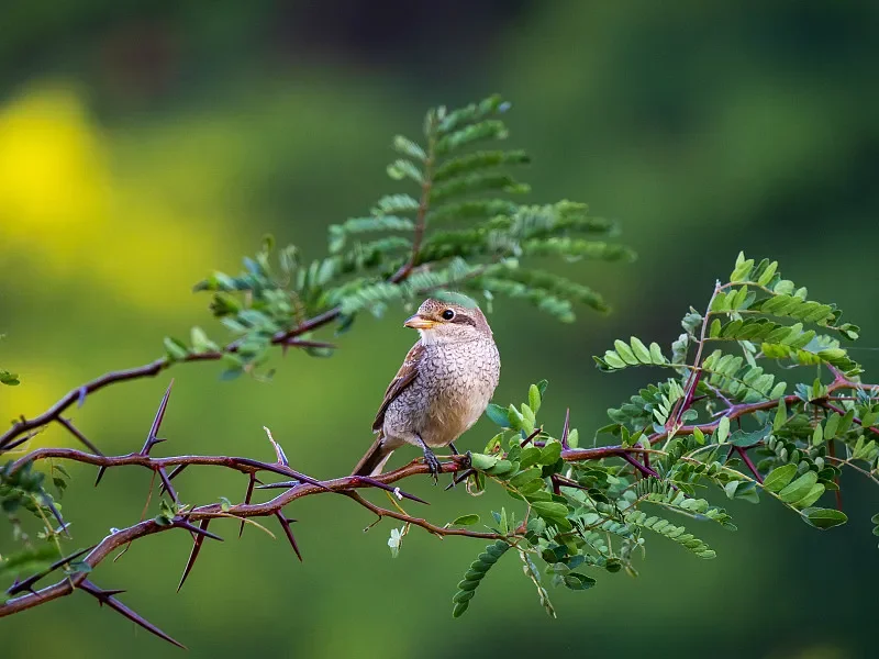 BETAFPV Cetus FPV Kit – 1S gebürsteter Quadrocopter, LiteRadio 2 SE-Sender und VR02-Brille, flugbereit für Anfänger