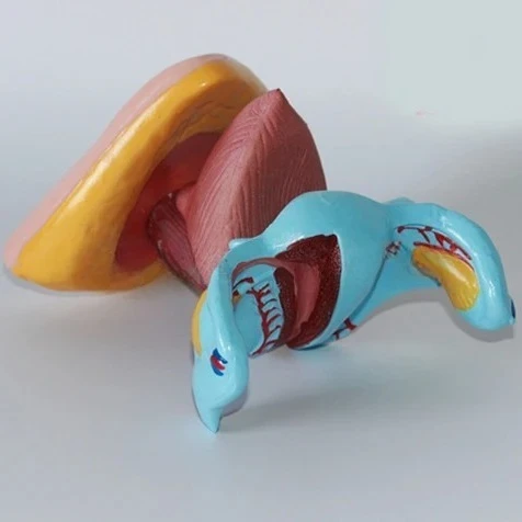 internal and external genitalia Anatomical model Uterine Ovarian vaginal model