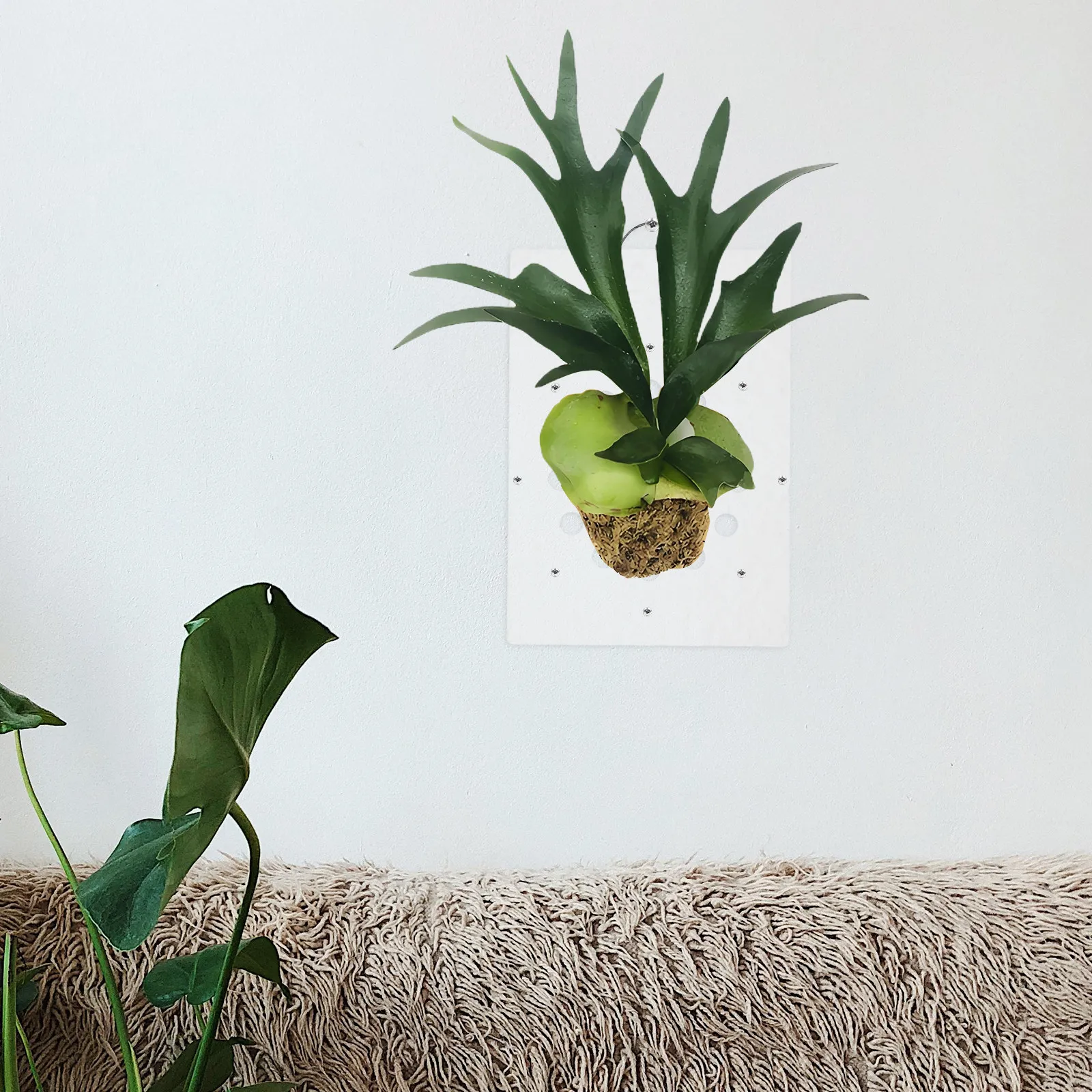 1Set Stag Horn Fern Mounting Board Acrylic Wall Mounted Plant Panel for Indoor Garden Decor Rustic Saving Vertical - view 4