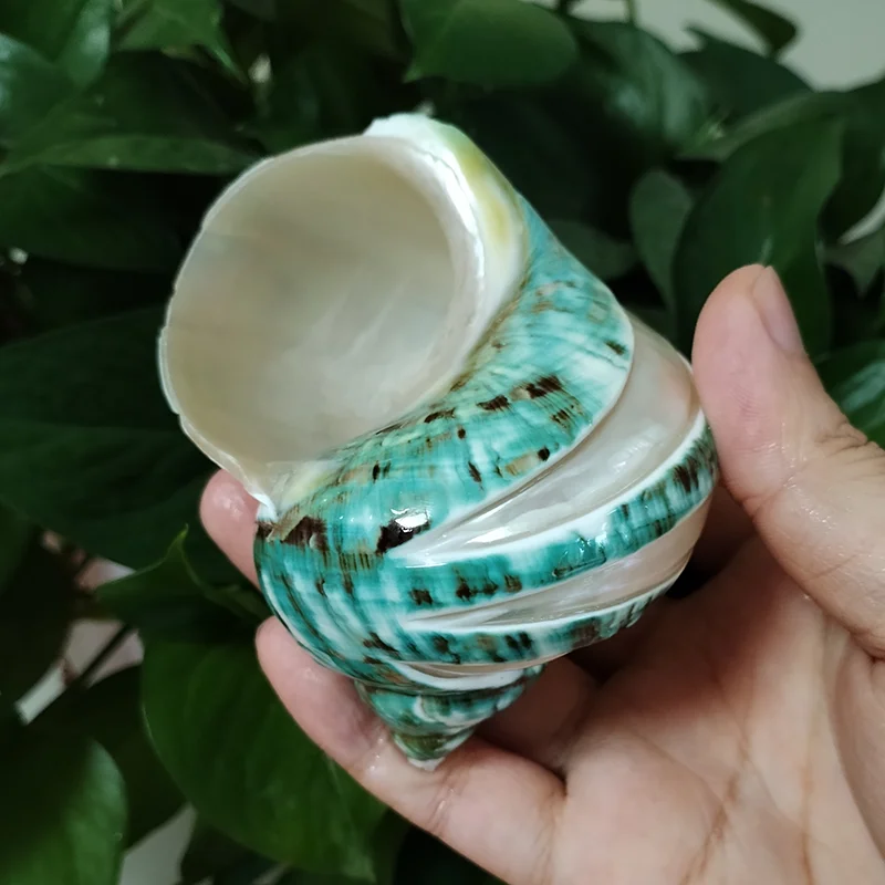 Large Polished Banded Jade Turbo Shells Natural Green Hermit Crab Shells Beach Crafts Nautical Decor Large Hermit Crabs 9CM-11CM