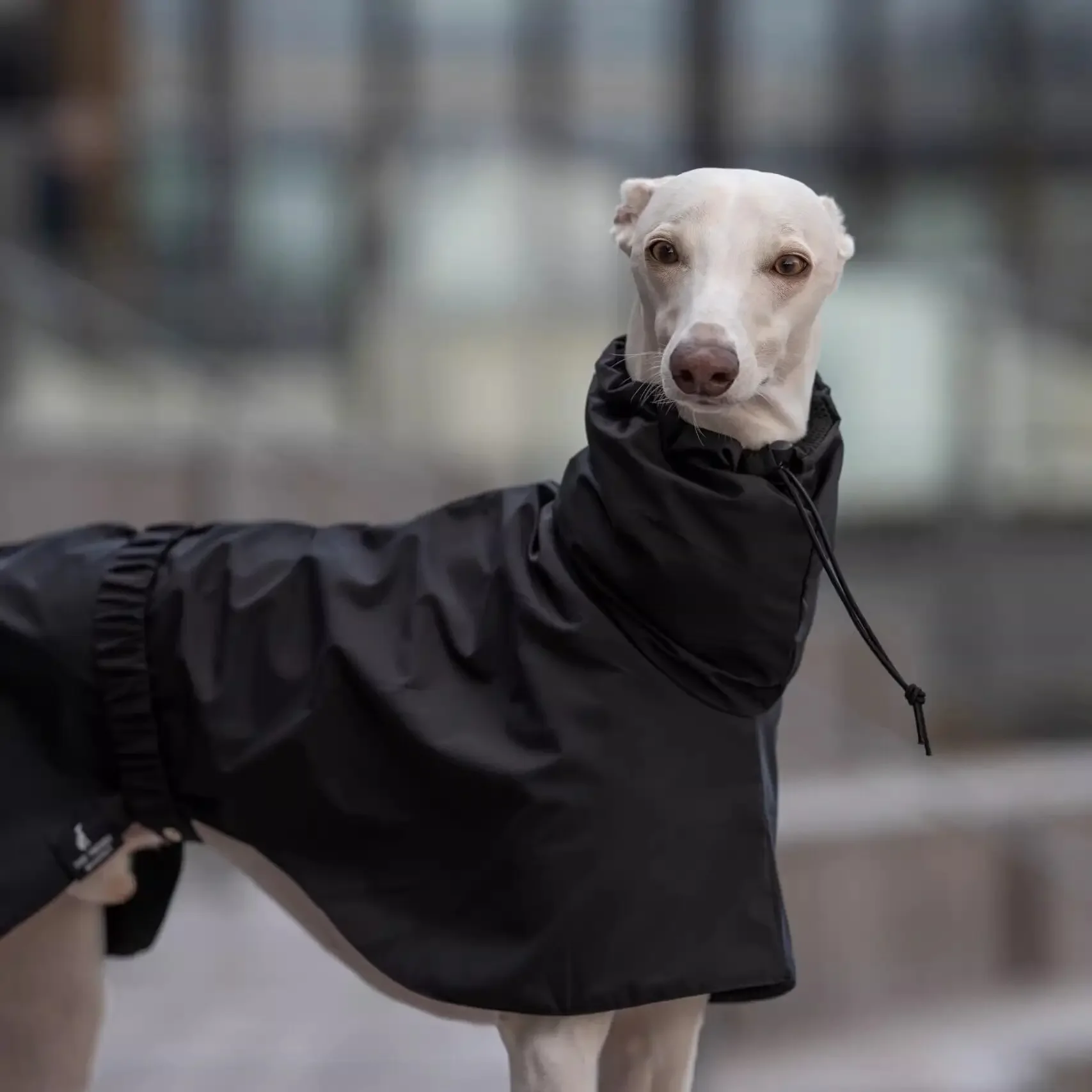 Adjustable Dog Raincoat Waterproof Jacket | Spring Cloak Lightweight with Drawstring Neck Design | for Whippet Italian Greyhound