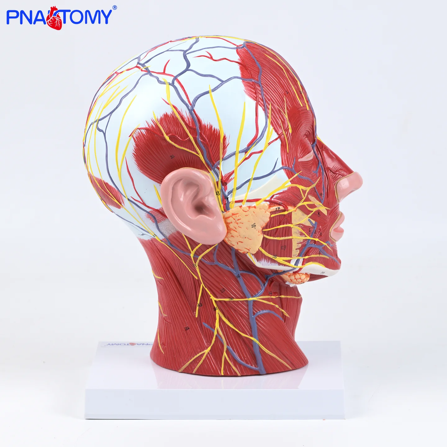 

Model of Head Muscles Superficial Nerves and Blood Vessels 1:1 Brain Cross-section Throat Teaching Model Neck