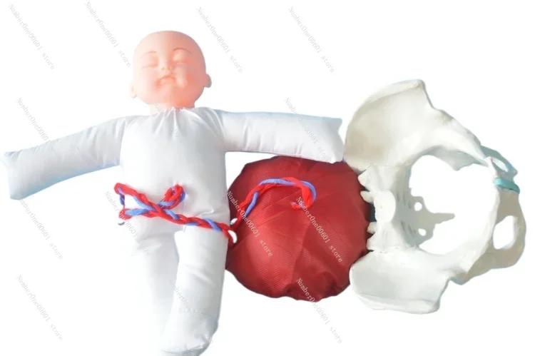 

Демонстрационная модель таза с доставкой, включая плод/трубический шнур/плацентовая демонстрационная модель тазовой куклы