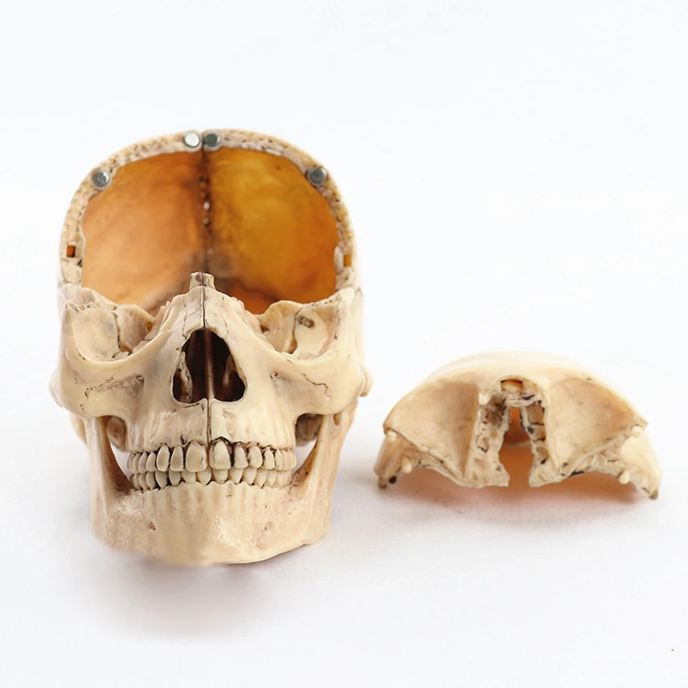 

QWE-1:2 Disassembled Skull Anatomical Model Anatomy Skeleton Skull Model Detachable Teaching Supplies Tool