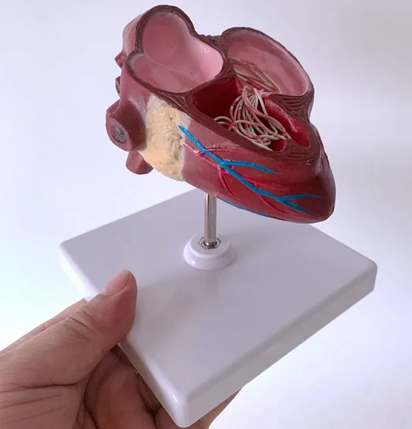 Medical Science Dog heart Pathology model Canine heart  Dog Heartworm Anatomical Model