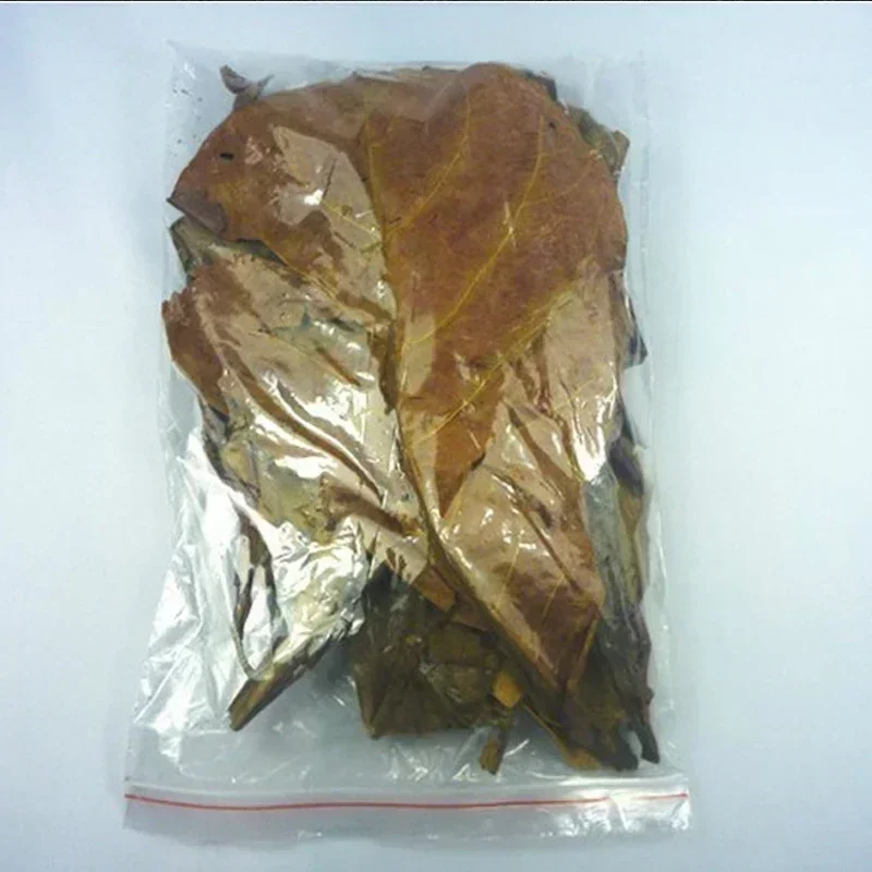 

200pcs Grade A Natural Terminalia Catappa Foetida Leaves Island Almond Leaf Fish Cleaning/Treatment For Aquarium Tank Cleaning