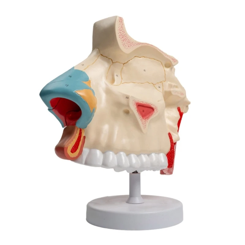 Y1UB Anatomical Nasal Cavity Model for School Medical Teaching Aids